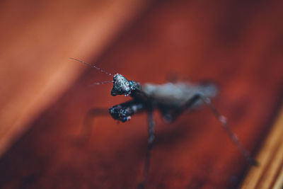 Close-up of insect mantis on wood floor macro shot for abstract