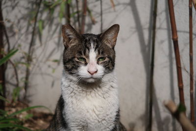 Close-up portrait of tabby cat