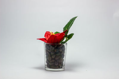 Close-up of red rose in glass against white background