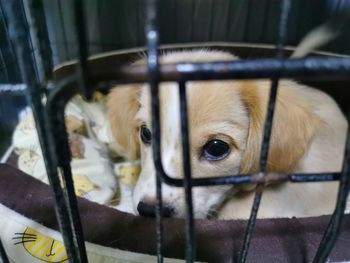 Close-up of a dog