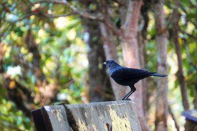 Bird perching on a tree