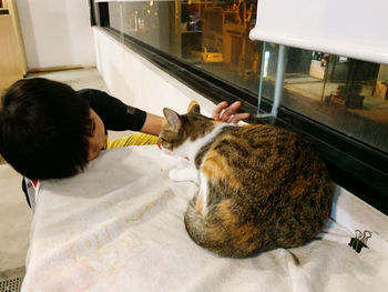 Cat sleeping on a window