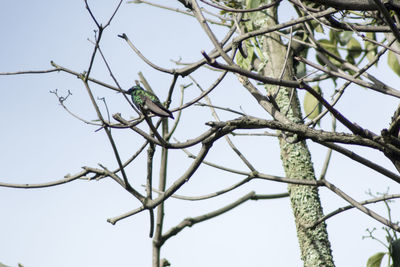 Low angle view of bird perching on tree against clear sky