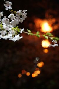 Close-up of flowers against blurred background