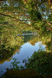 Scenic view of lake in forest against sky
