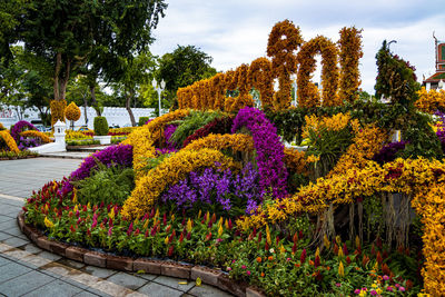 Multi colored flower plants in garden