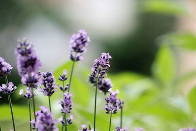 Close-up of purple flowering lavender 