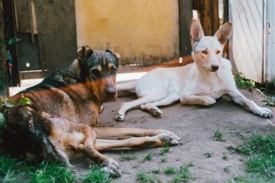 Portrait of dog relaxing outdoors