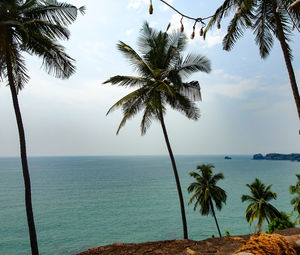 Palm trees on beach against sky