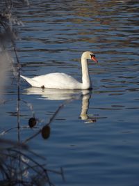 Swan on lake