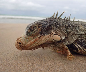 Close-up of lizard basking on sand beach