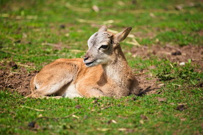 View of deer resting on field