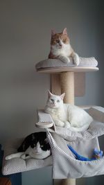 Cat sitting on wall at home