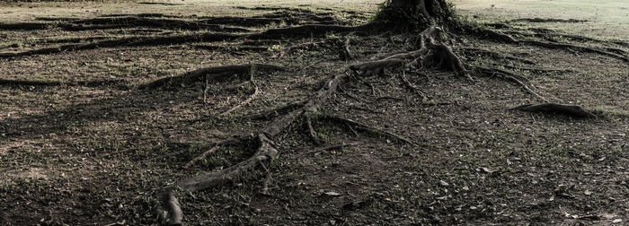 Close-up of tree roots