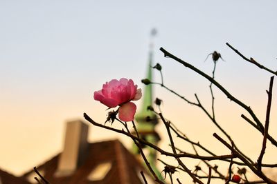 Close-up of pink flowering plant against clear sky