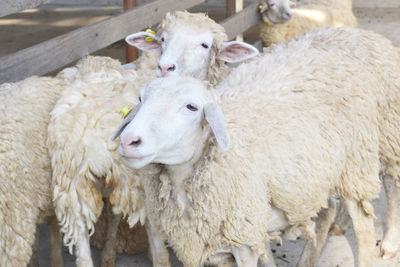 Close-up of sheep