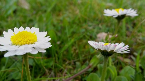 Close-up of white flowers blooming on field