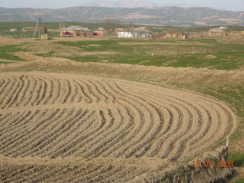 Scenic view of agricultural field