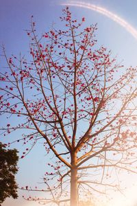 Low angle view of tree against sky during autumn