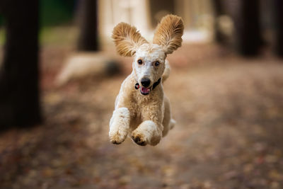 Portrait of dog running