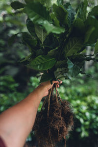 Close-up of hand holding leaves