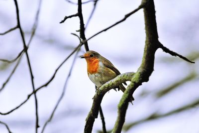 Close-up of bird perching on branch