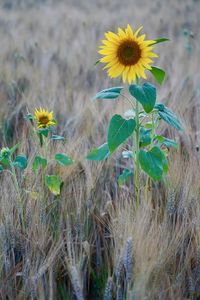Close-up of yellow flowering plant on field