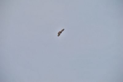 Low angle view of bird flying in sky