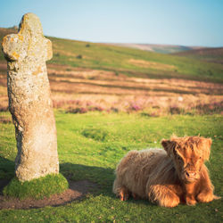 View of a sheep on field