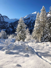 Snow covered trees in winterwonderland