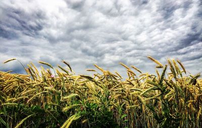 Crops growing on field against sky