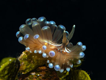 Close-up of jellyfish swimming in sea