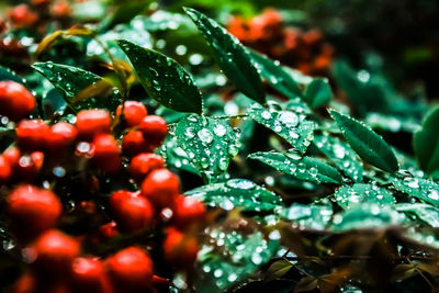 Close-up of wet plant