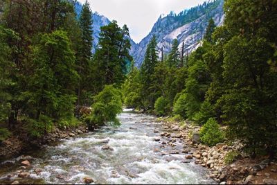 Stream flowing through forest