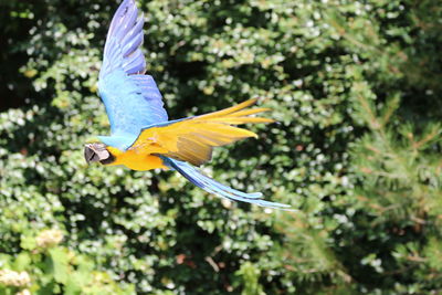 Close-up of bird flying against trees