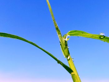 Close-up of wet plant against clear blue sky