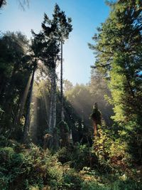 Low angle view of trees against sky with sun rays