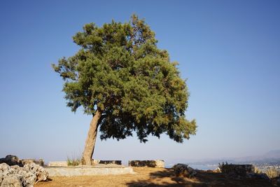 Tree on field against clear blue sky