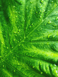 Full frame shot of wet leaves