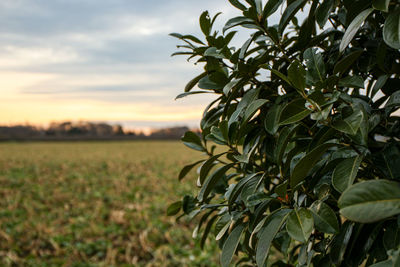 Close-up of plant growing on field against sky