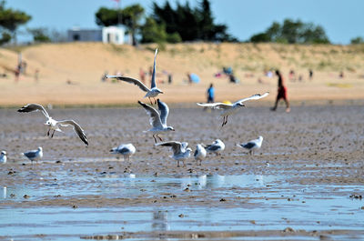 Flock of birds on beach