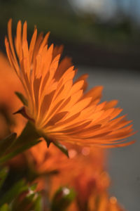 Close-up of orange flower blooming outdoors