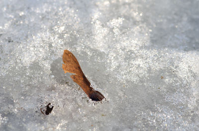 High angle view of crab in snow