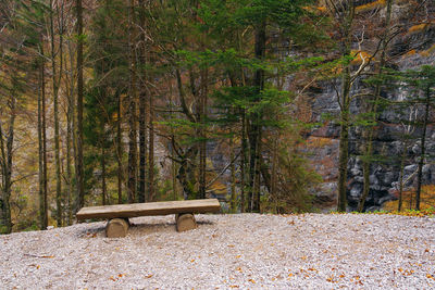 Trees in forest during autumn