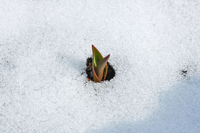 High angle view of plant on snow on field