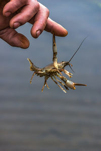 Close-up of crab biting hand