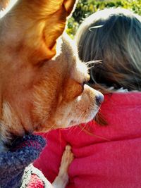 Close-up of dog sleeping