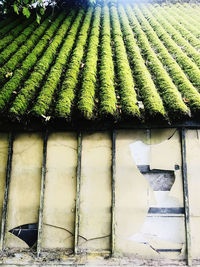 High angle view of potted plants outside house