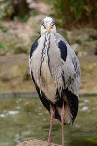 Close-up of bird perching on rock