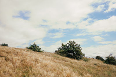 Trees on field against sky